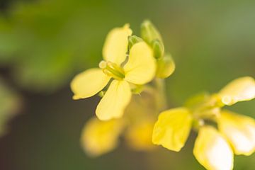 geel mini bloempje van Tania Perneel