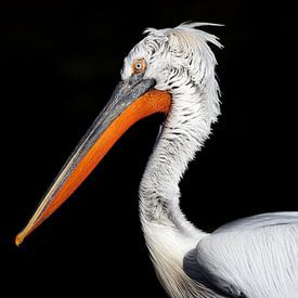Crucian Pelican by Jonno Verheul