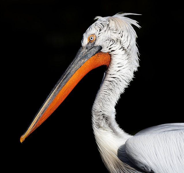 Crucian Pelican by Jonno Verheul