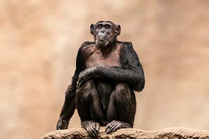 Chimpansee zittend op een rots
