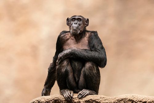 Chimpansee zittend op een rots