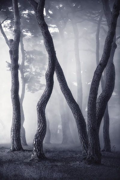 Wave in Fog by Tiger Seo