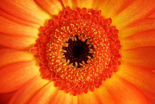 Fleur de gerbera orange