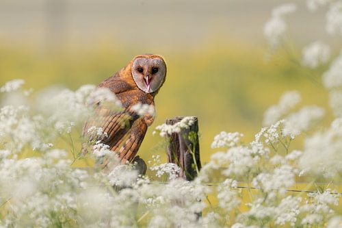 Barn owl among the whitethroat