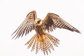 Rotfußfalke (Falco vespertinus)