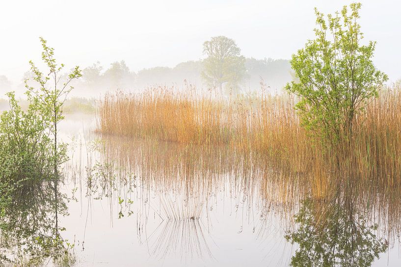Sunrise Dwingelderveld (Netherlands) by Marcel Kerdijk