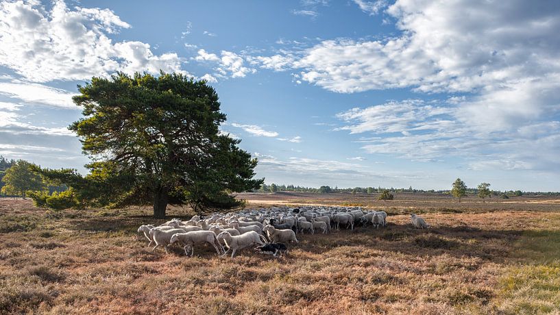 Border Collie drijft schaapskudde over de heide by Jenco van Zalk