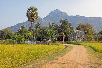 De heilige berg Arunachala in Tamil Nadu in India Azië
