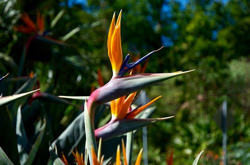 Strelitzia-Paradiesvogelblume