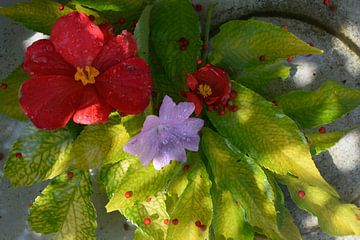 Des fleurs dans un bassin d'eau sur Claude Laprise