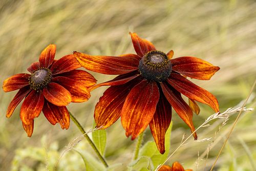 Chapeau de soleil. Marron. Orange.