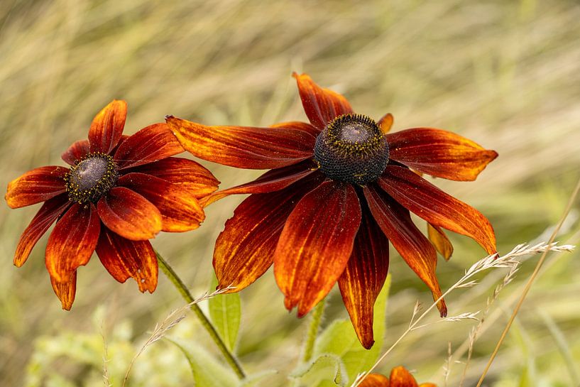 Chapeau de soleil. Marron. Orange. par Alie Ekkelenkamp