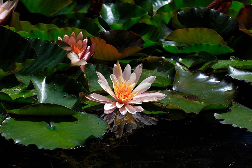 Picturesque water lily pond by Thomas Jäger