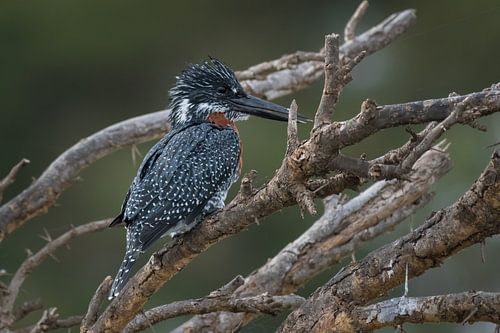 Afrikaanse Reuzenijsvogel