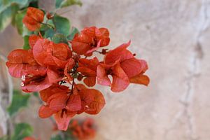 Fleurs en gros plan sur Manon Gheeraert