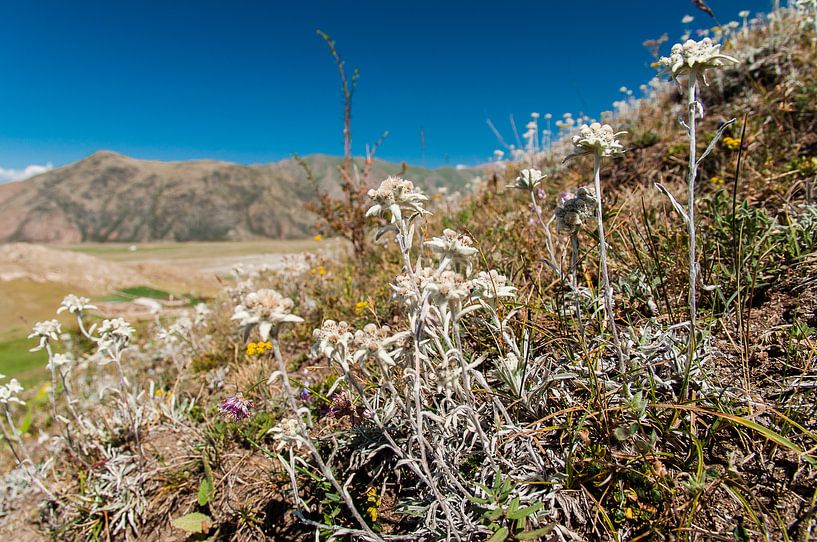 Weide met Edelweiss in Kirgizië von Jaco Visser