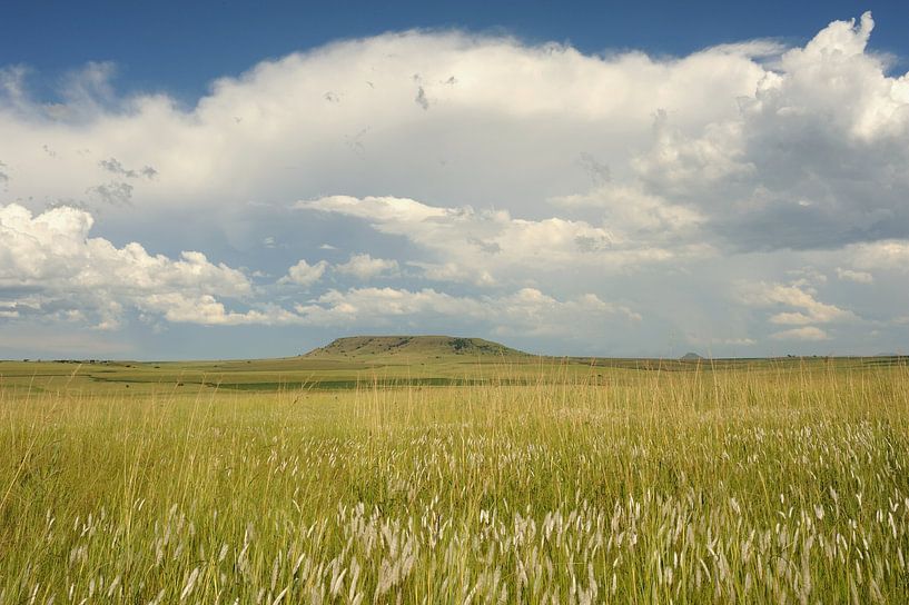 Grasland KZN Südafrika von Richard Wareham