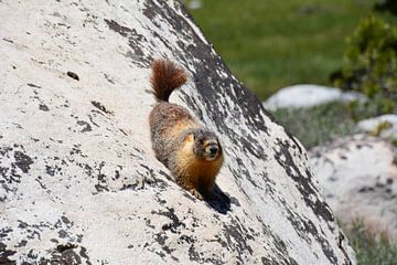 Bergmarmot tegen steile rots in Yosemite Amerika van My Footprints