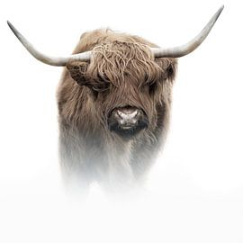 Schotse Hooglander van Karel Ton