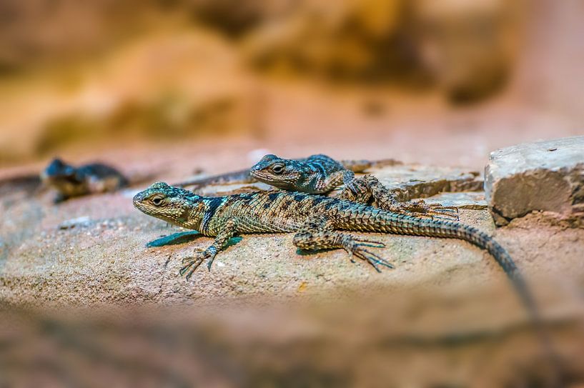 Twee hagedissen zitten op een rots van Mario Plechaty Photography