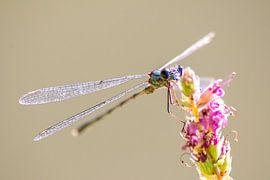 Agrion bleu - élégant et filigrane sur Your Happy Life
