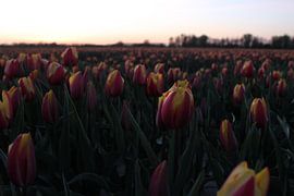 Tulipfields in South Holland by Franklin Verbeek