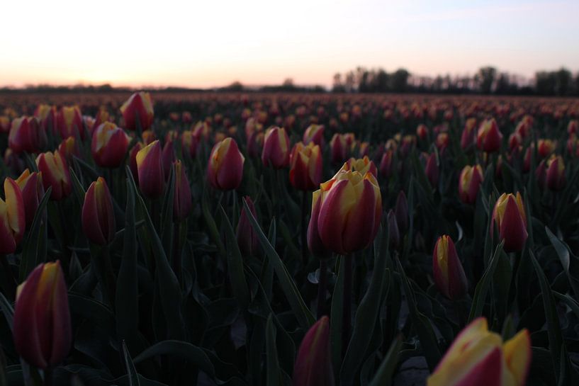 Tulipfields in Südholland von Franklin Verbeek
