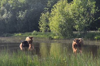 Schottische Hochlandrinder im Wasser