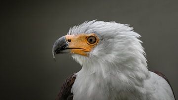 Oiseaux de proie sur Maurice Cobben