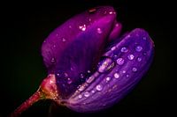 Blume