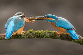 Fischtransfer Eisvögel von Jeroen Stel