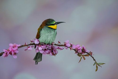 Bee-eater