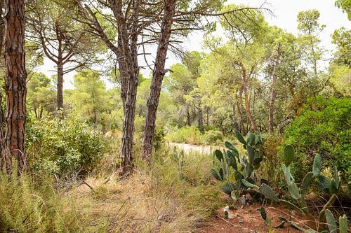 Ongerepte natuur in Spanje