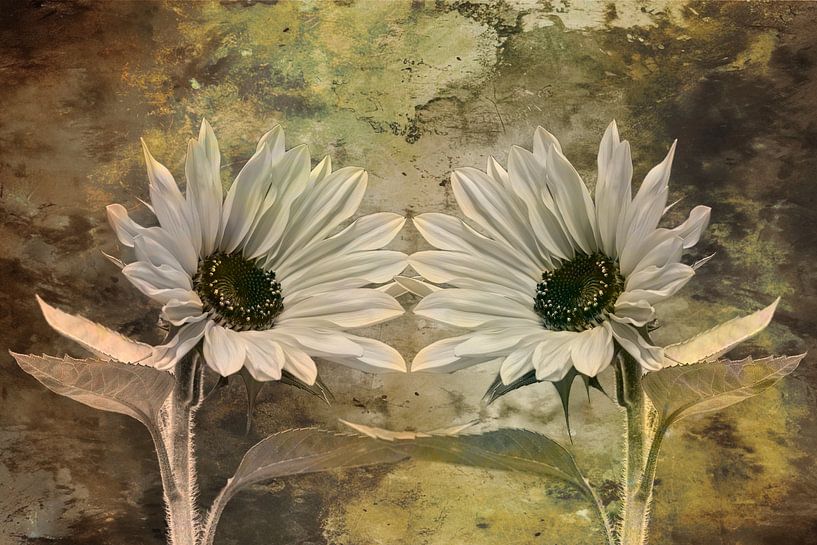 Sunflowers in harmony by Saranda Foto Art