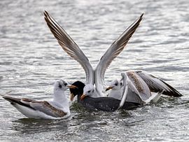 Attack of the seagulls