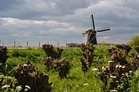 Poldermolen bij Maasdam