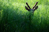 Hidden in the Green – An Elk in the Shadows