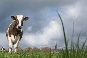Cow in meadow by Anjo Kan