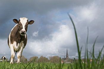 Koe in weideveld