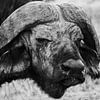 Buffel in Tanzania van Stijn Cleynhens