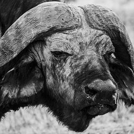 Buffel in Tanzania van Stijn Cleynhens