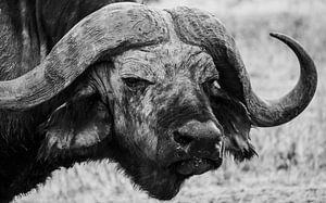 Buffle en Tanzanie