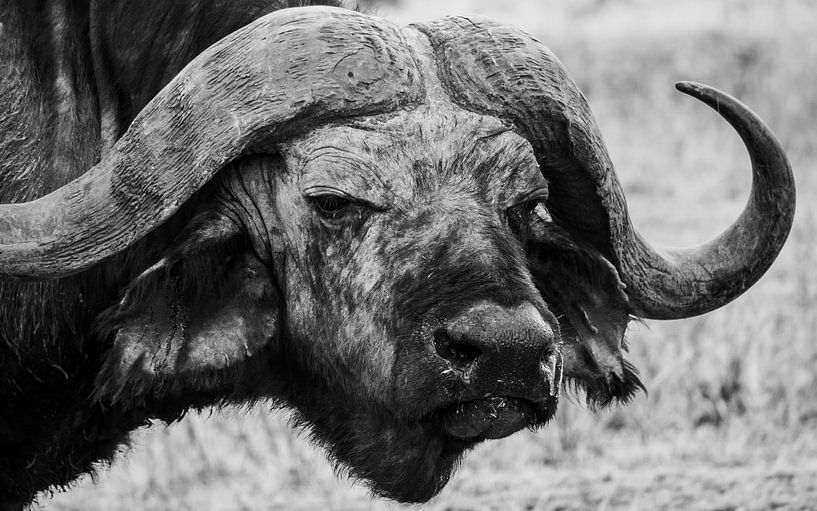 Büffel in Tansania von Stijn Cleynhens