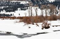 Landschap in Yellowstone Nationaal Park in de winter von Caroline Piek Miniaturansicht