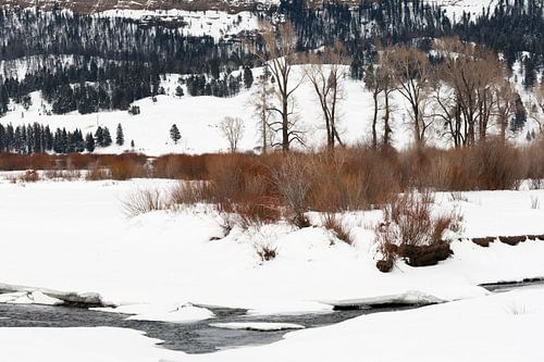 Landschap in Yellowstone Nationaal Park in de winter