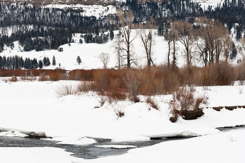 Landschap in Yellowstone Nationaal Park in de winter van Caroline Piek
