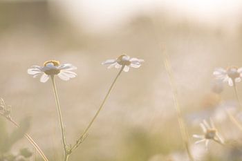 Gänseblümchen mit Hintergrundbeleuchtung