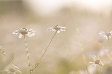 daisies with backlight by Monique de Koning