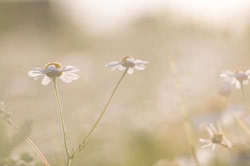 Gänseblümchen mit Hintergrundbeleuchtung