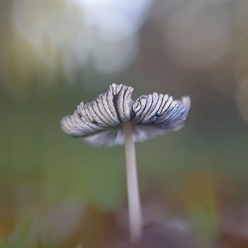 Hazenpootje in het licht